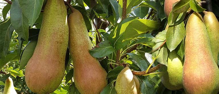 груша феттель