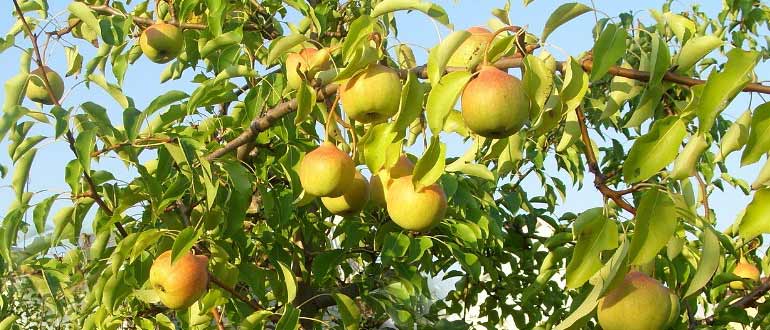 Груша памяти яковлева