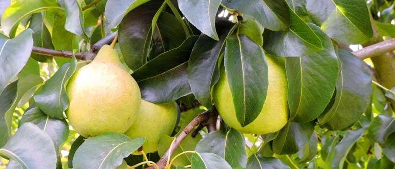 Груша Просто Мария