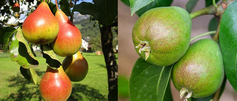 груши спелые, неспелые