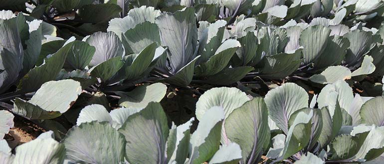 грядки с капустой