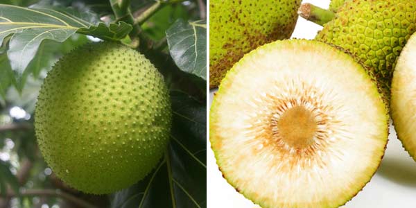 хлебное-дерево