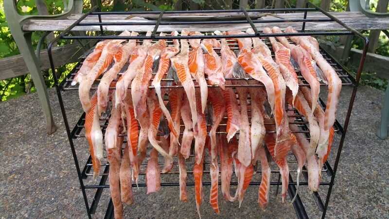 Просушка хребтов семги Хребты семги проветриваются на воздухе