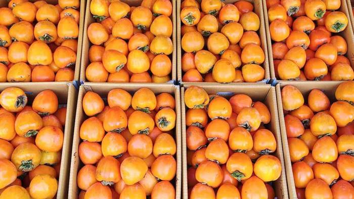 Выбор хурмы на рынке Хурма на рынке