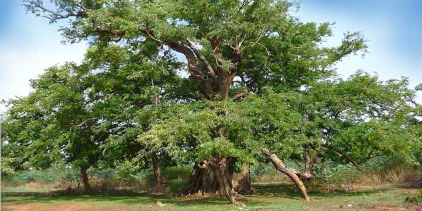 индийский-финик