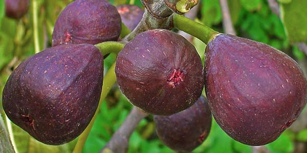 инжир-на-дереве