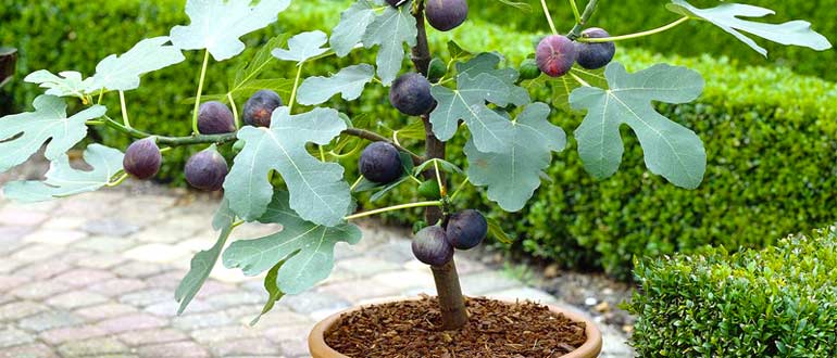 Инжир в горшке