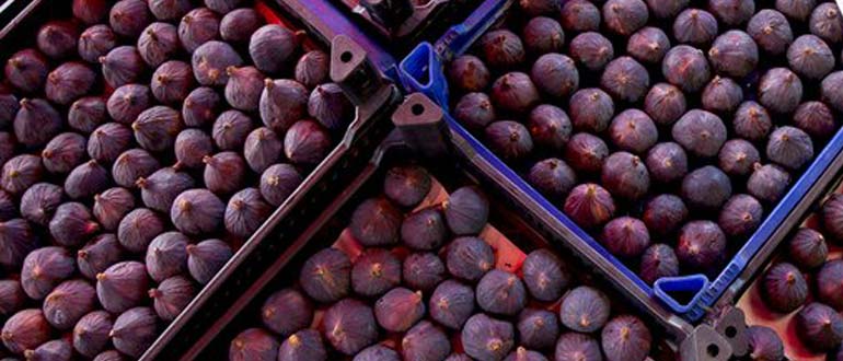 инжир в Турции