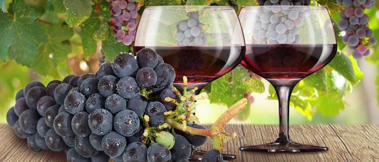 изабелла напитки