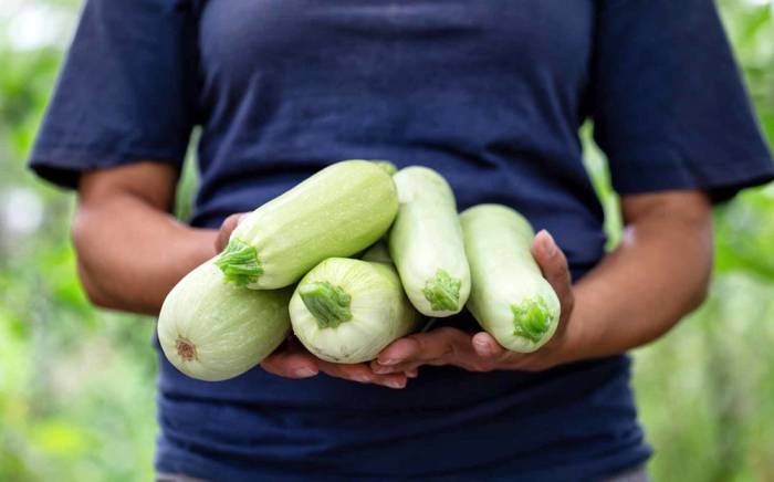 Сбор кабачков для сушки Кабачки для сушки