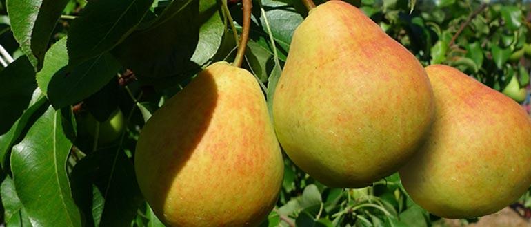 Кафедральная