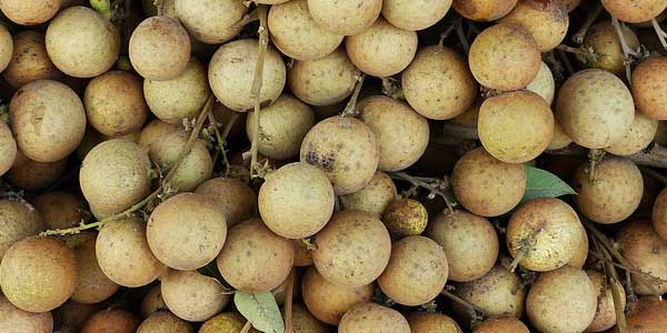 как-хранить-лонгана