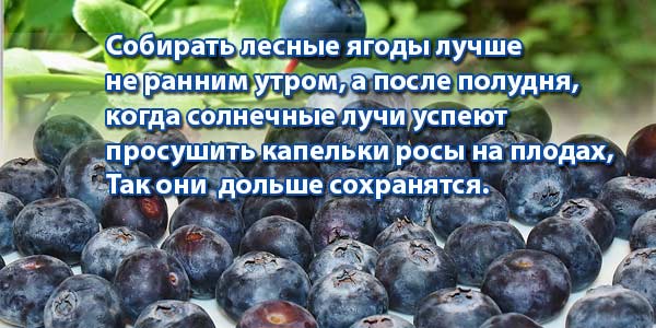 как собирать чернику