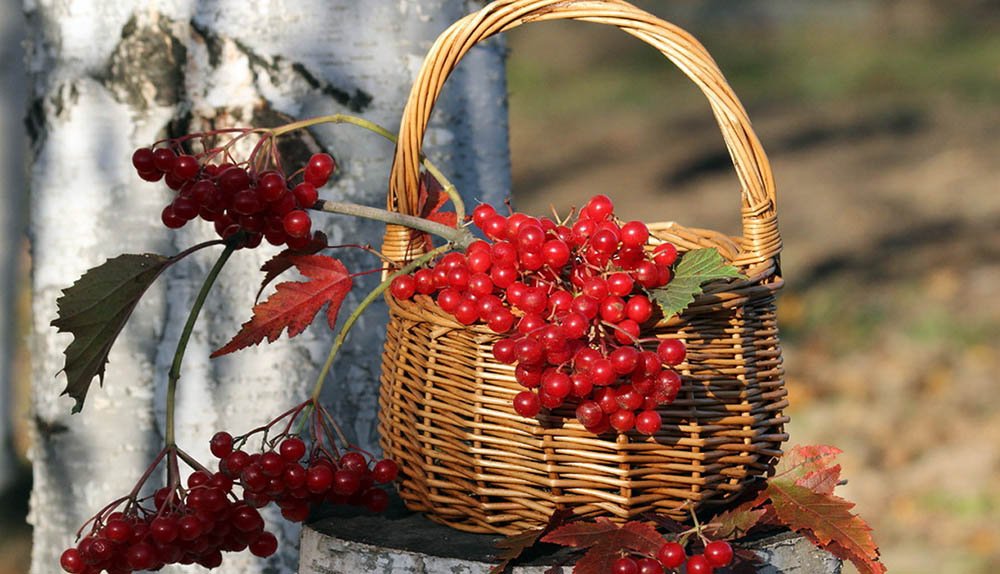 Сбор калины для сушки Калина для сушки