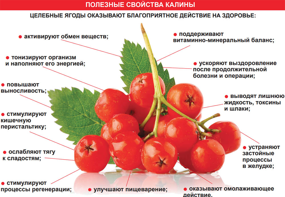 Полезные свойства калины Калина и польза