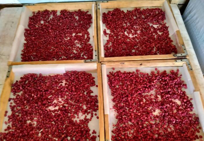 Сушка калины на воздухе Калина на воздухе