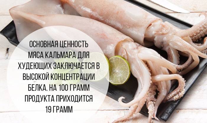 Содержание белка в кальмаре Кальмар и белок