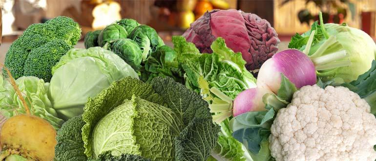 капуста крестоцветная