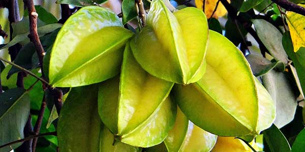 карамбола-на-ветке