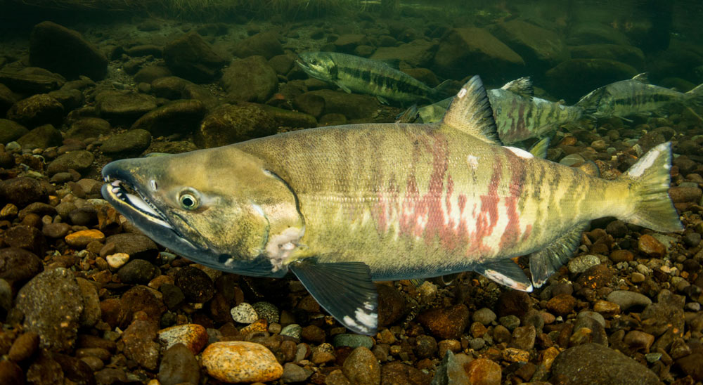 Кета рыба живая Кета