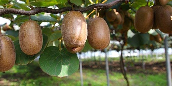 киви-дерево