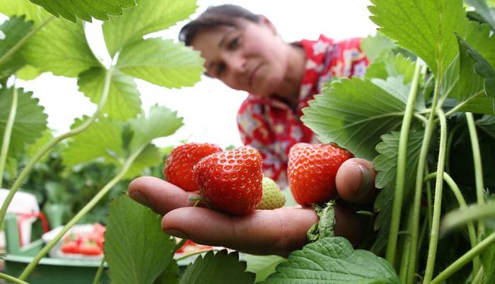 Сбор клубники для вяления Клубника для вяления