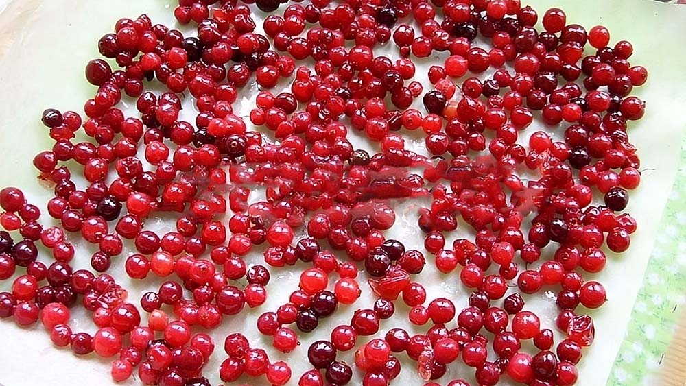 Выкладывание клюквы на противень Клюква на противне