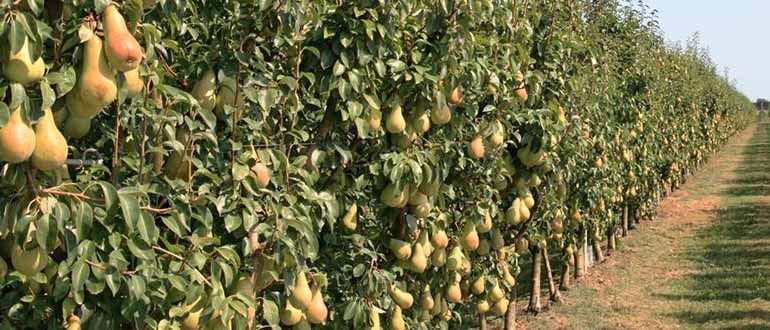 Колоновидные сорта для Подмосковья