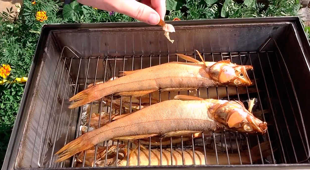 Приготовление судака в классической коптильне Копчение судака в классической коптильне