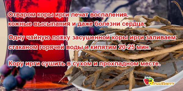 кора-ирги-ягоды