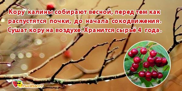 кора-калины-обыкновенной