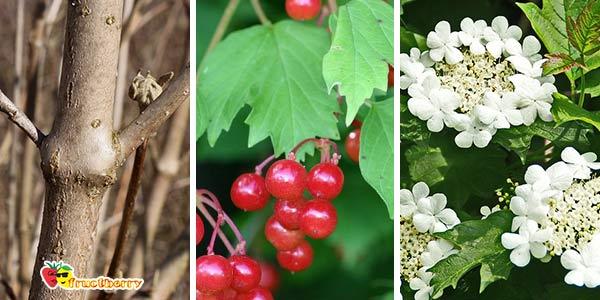 кора,-листья,-цветки-калины