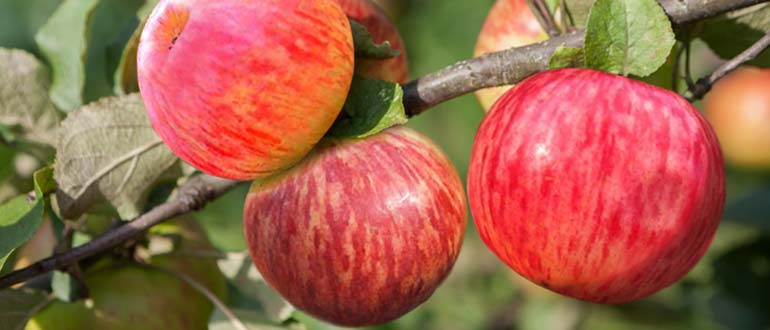 коричное полосатое