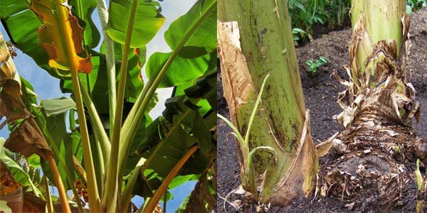 корни-стебли