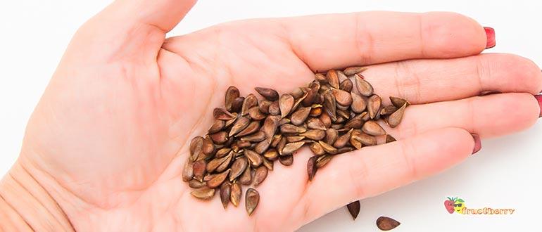 косточки яблок польза вред