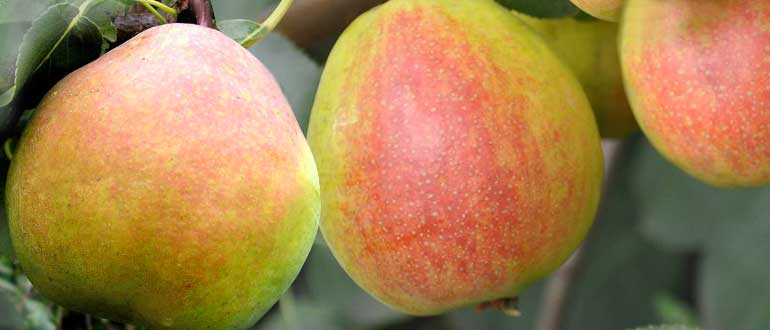 Краснобокая