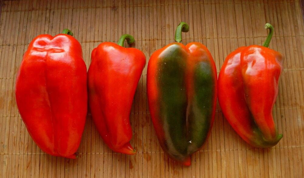 Жгучий перец сорта «Поблано» Красный перец поблано