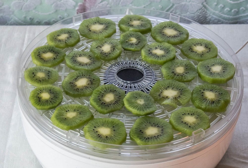 Приготовление киви в электросушилке Кружочки свежего киви на решетке электросушилки