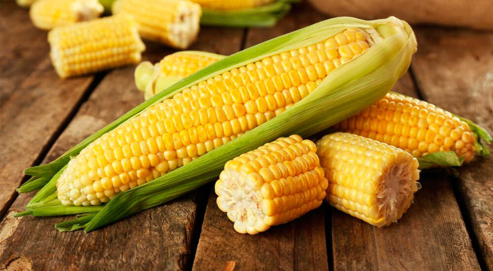 Кукурузные початки Кукуруза в початках