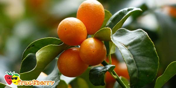 кумкват-на-ветке