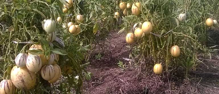 кусты дынной груши