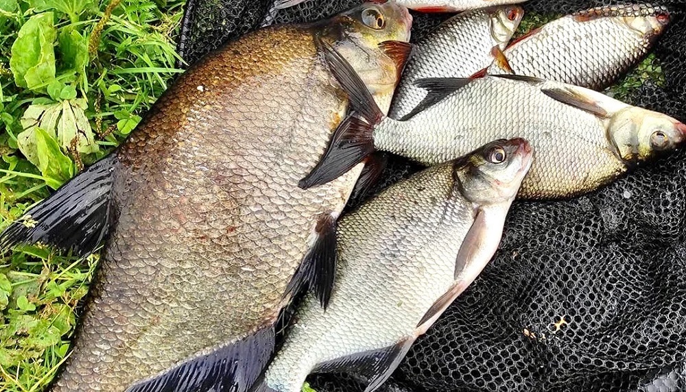 Маленькие и большие лещи Лещи разных размеров на траве