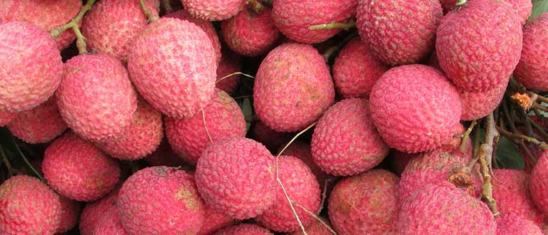 Фрукты Вьетнама - описание и фото тропической экзотики