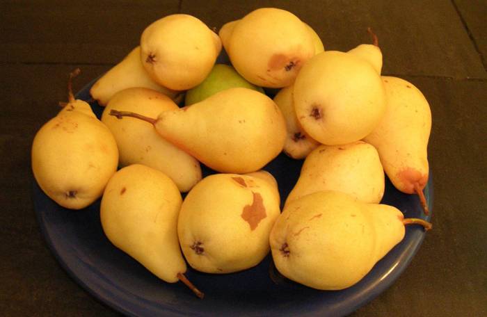 Груши сорта Лимонка Лимонка для вяления