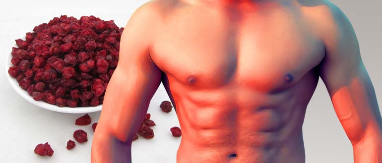 лимонник дальневосточный польза