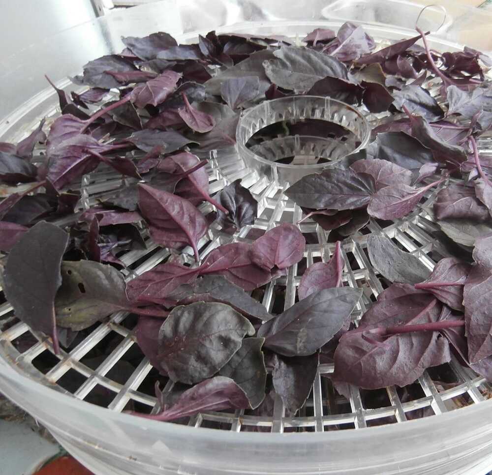 Базилик сушится в электросушилке Листики базилика в электросушилке