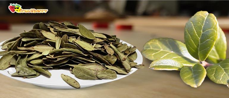 листики брусники