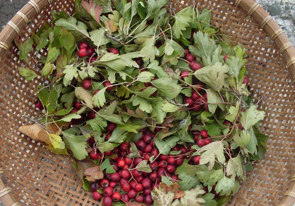 Собранные плоды боярышника и листья Листья и плоды боярышника в корзине