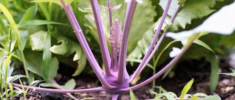 листья кольраби