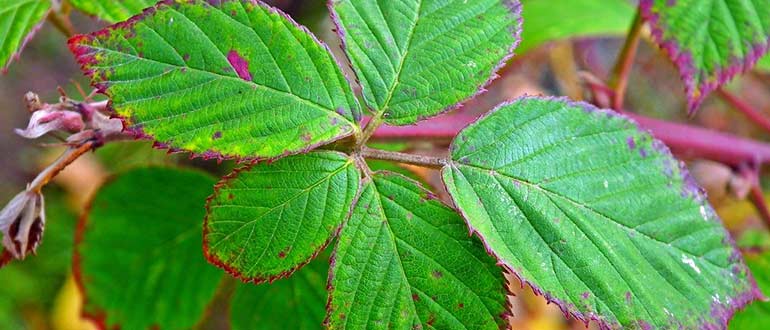 листья ежевики